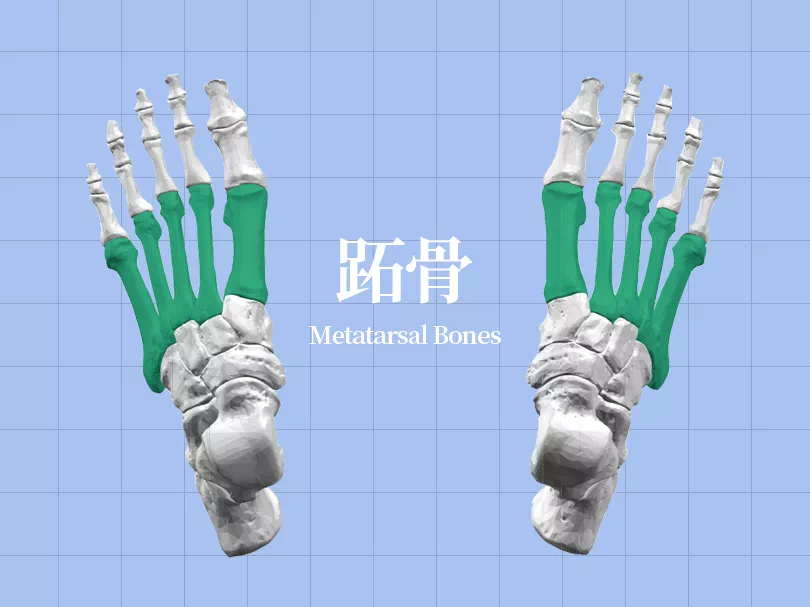 足底壓力分布計量